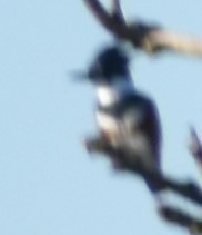 Megaceryle alcyon