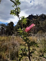 Grevillea acanthifolia