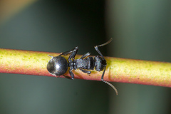 Polyrhachis phryne