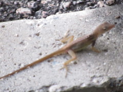 Anolis grahami