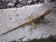 Anolis grahami