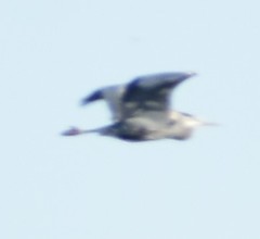 Ardea herodias