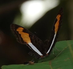 Adelpha plesaure phliassa
