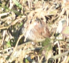 Melospiza melodia