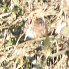 Melospiza melodia