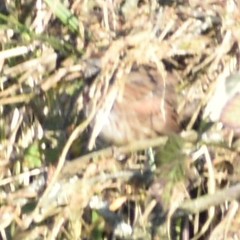 Melospiza melodia