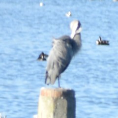 Ardea herodias
