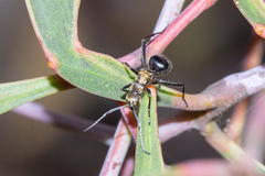 Polyrhachis semiaurata