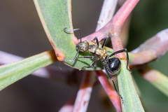 Polyrhachis semiaurata