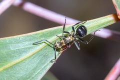 Polyrhachis semiaurata