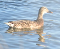 Anas platyrhynchos