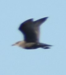 Larus