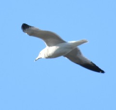 Larus californicus