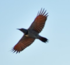 Colaptes auratus cafer