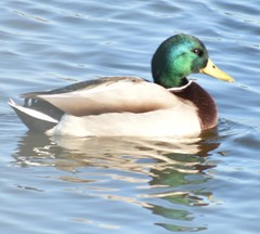 Anas platyrhynchos