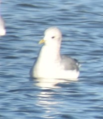 Larus brachyrhynchus