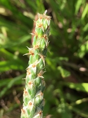 Plantago helleri