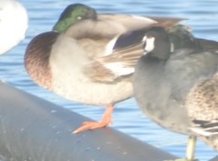 Anas platyrhynchos