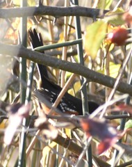 Pipilo maculatus