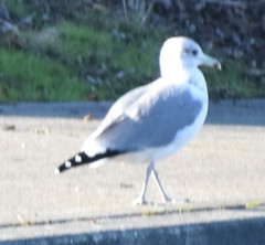 Larus californicus