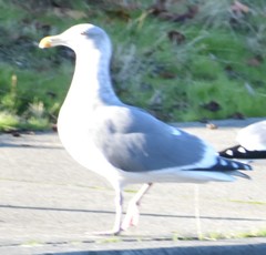 Larus glaucescens × occidentalis