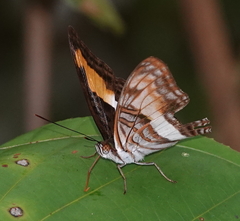 Adelpha plesaure phliassa