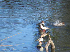 Mergus merganser