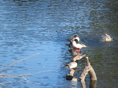 Mergus merganser