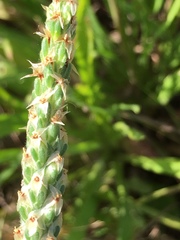 Plantago helleri