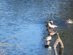 Mergus merganser