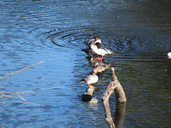 Mergus merganser