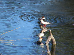 Mergus merganser