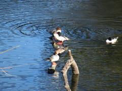 Mergus merganser