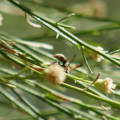 Pachodynerus guadulpensis