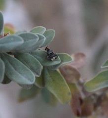 Penthobruchus germaini