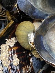 Littorina saxatilis