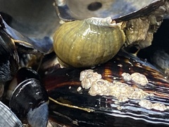 Littorina saxatilis