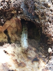 Scolecocampa liburna