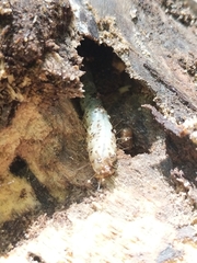 Scolecocampa liburna