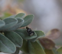 Penthobruchus germaini