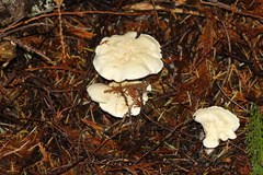 Clitocybe dilatata