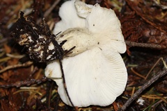 Clitocybe dilatata