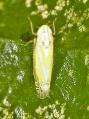 Alconeura nudata