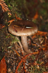 Lactarius pseudomucidus