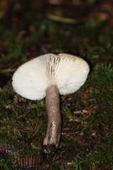 Lactarius pseudomucidus