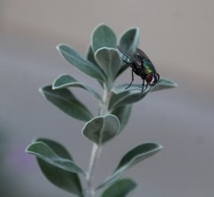 Diptera