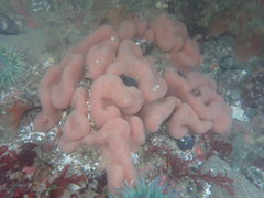 Cystodytes lobatus