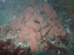 Cystodytes lobatus
