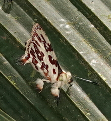 Anteros bracteata