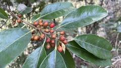 Ilex rotunda